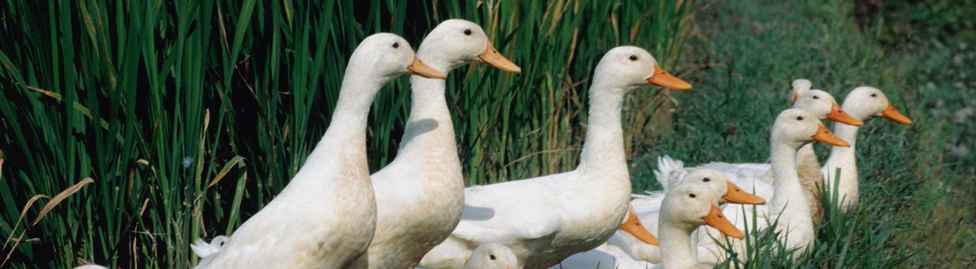 鴨產(chǎn)業(yè)鏈 Duck